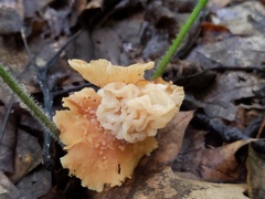 Carcinomyces effibulatus