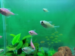 Gymnocorymbus ternetzi