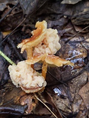 Carcinomyces effibulatus