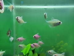 Gymnocorymbus ternetzi