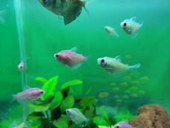 Gymnocorymbus ternetzi