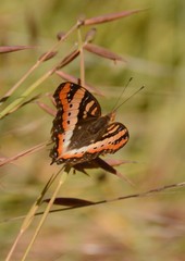 Precis ceryne ceryne