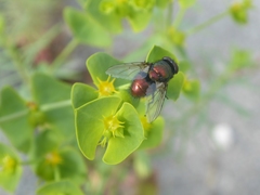 Lucilia ampullacea