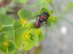 Lucilia ampullacea