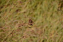 Monocymbium ceresiiforme