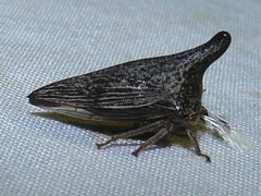 Thelia bimaculata