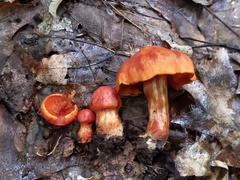 Cortinarius hesleri