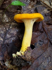 Cantharellus flavus
