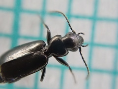 Microlestes maurus