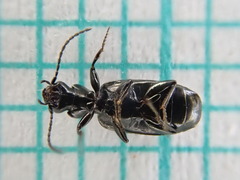 Microlestes maurus