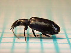 Microlestes maurus