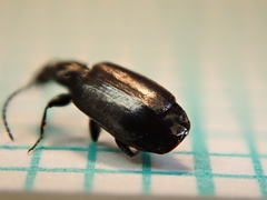 Microlestes maurus