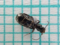 Microlestes maurus