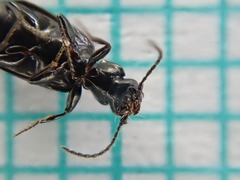 Microlestes maurus