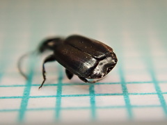 Microlestes maurus