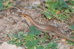 Trachylepis socotrana