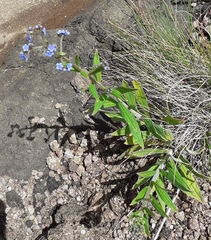 Myosotis semiamplexicaulis