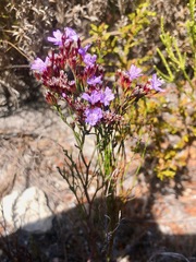 Limonium scabrum scabrum