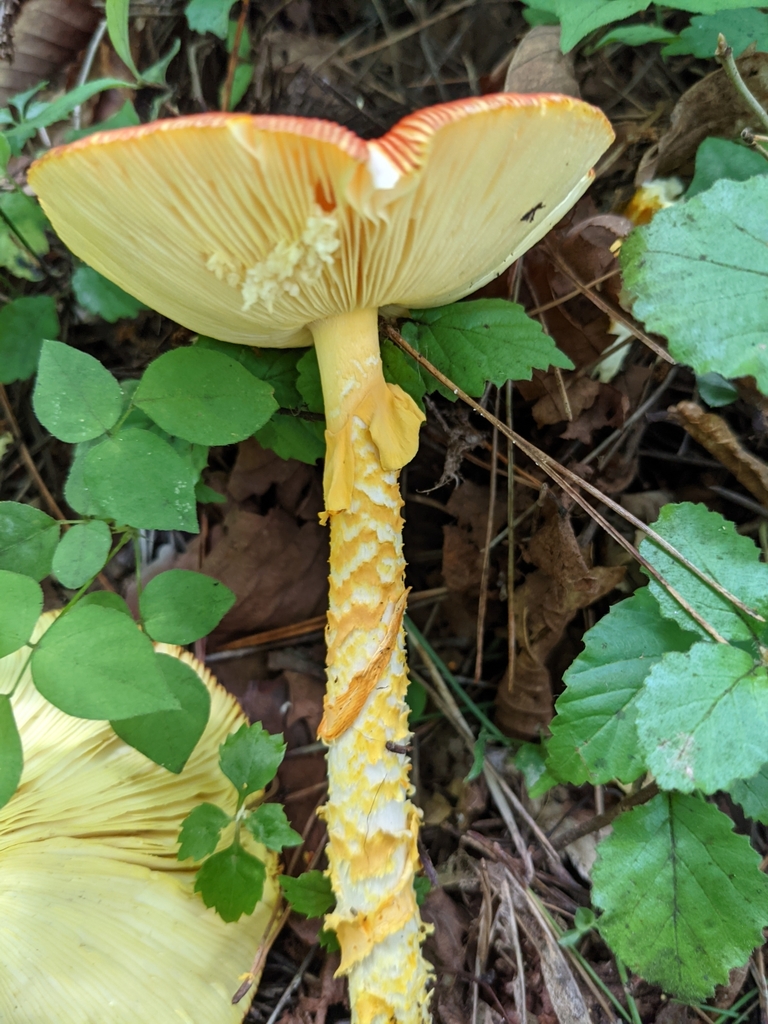 Amanita caesareoides · August 2021 · photo: © atsushi_nakajima_cirque (iNaturalist, cc-by)