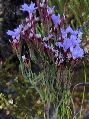Limonium scabrum scabrum