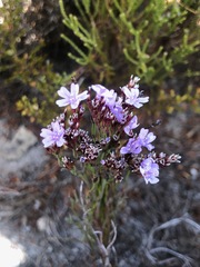 Limonium scabrum scabrum