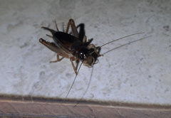 Anurogryllus