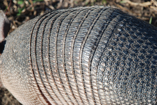 Mexican Long-nosed Armadillo, photo 2 of 10