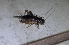 Anurogryllus