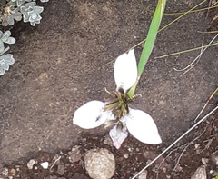 Moraea brevistyla