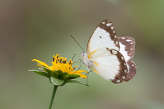 Belenois creona creona