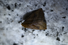 Rivula inconspicua