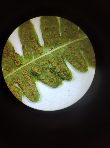 Image of Coryphopteris simulata by no rights reserved