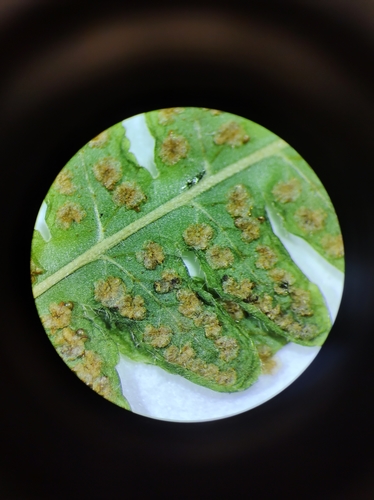Image of Coryphopteris simulata by no rights reserved