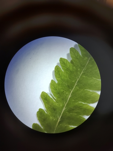 Image of Coryphopteris simulata by no rights reserved