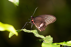 Parides zacynthus