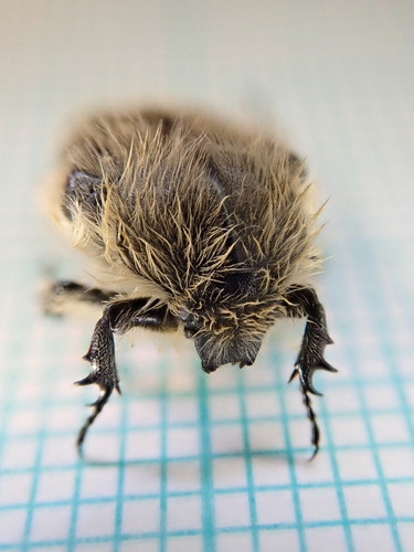 Apple Blossom Beetle
