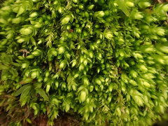 Plagiothecium cavifolium