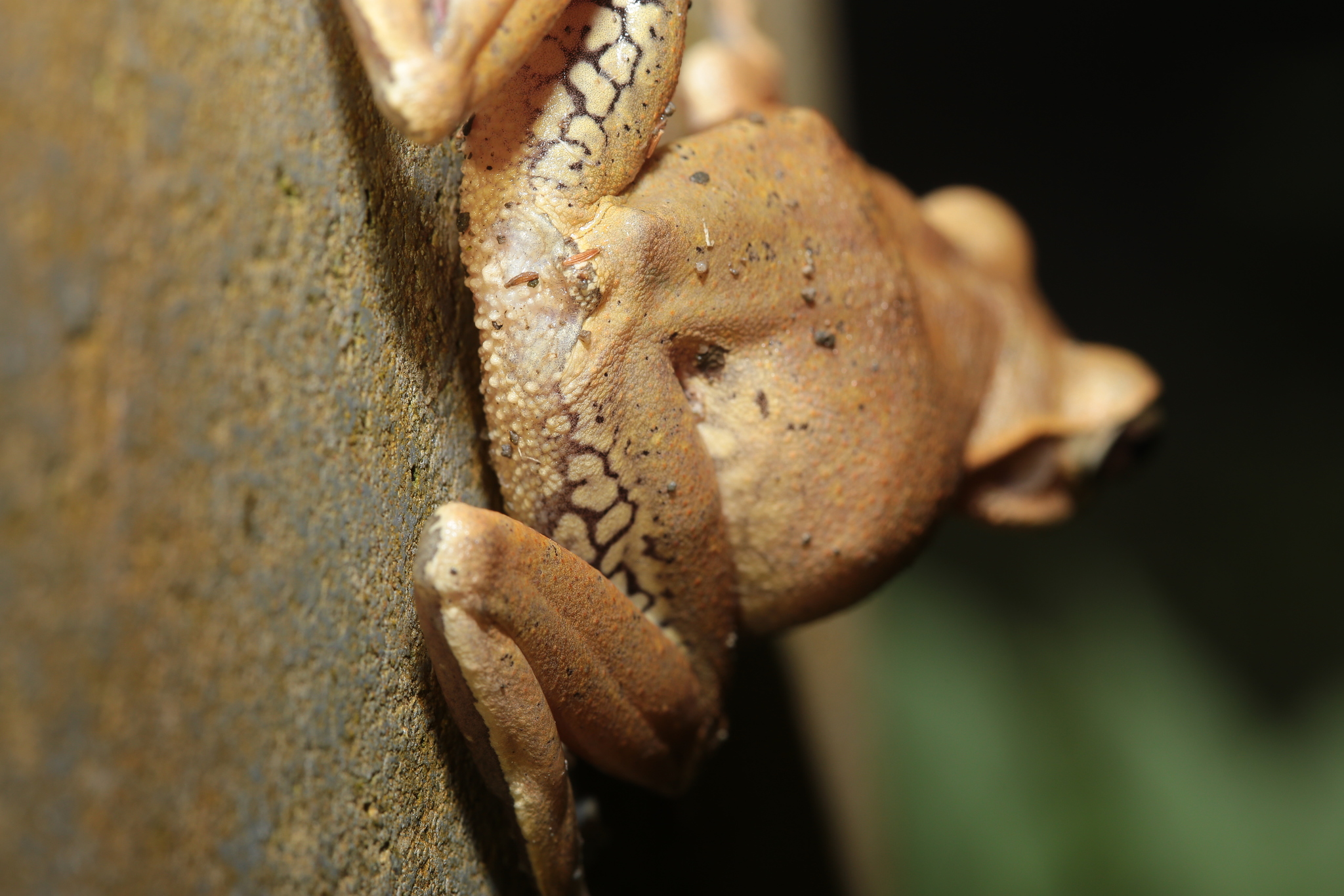 Polypedates braueri (Vogt, 1911)