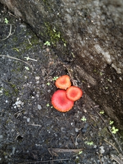 Cruentomycena viscidocruenta