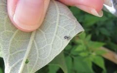 Anthonomus santacruzi