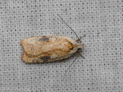Agonopterix nervosa