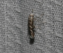 Epicephala lanceolaria