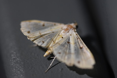 Pycnarmon