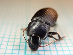 Harpalus tardus