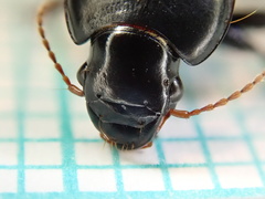 Harpalus tardus