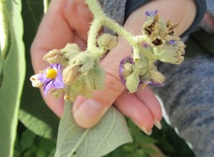 Anthonomus santacruzi