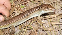 Gerrhosaurus auritus