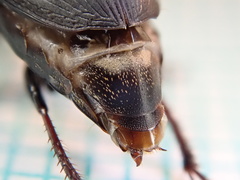 Harpalus tardus