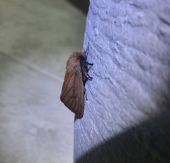 Paracles phaeocera