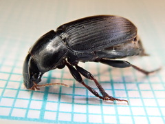 Harpalus tardus